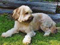 Hund SAMMY aus Winsen Luhe - Hundeschule FREUNDSCHAFT OHNE LEINE