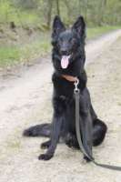 Hund SMILLA Raum Lüneburg • Hundeschule Stummeier