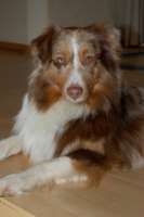 Neues von Hund SUNNY aus Seevetal • Hundeschule Stummeier