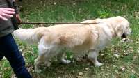 BRUNO – unkastrierter Golden Retriever aus Adendorf