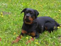 Hund TARA aus Bad Bevensen • Hundeschule FREUNDSCHAFT OHNE LEINE