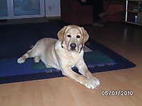 Bild von Hund BARRY