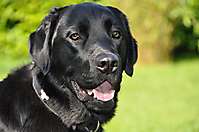 Bild von Hund BUDDY Bild von Hund BUDDY