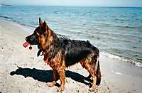 Bild von Hund IRA