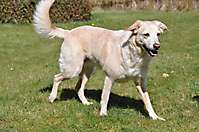 Bild: Hund KIRA aus Toppenstedt – Hundeschule FREUNDSCHAFT OHNE LEINE Bild: Hund KIRA aus Toppenstedt - Hundeschule FREUNDSCHAFT OHNE LEINE