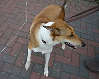 Hund LADY aus Stöckte