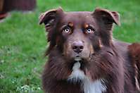 Bild von Hund CONNOR Bild von Hund CONNOR