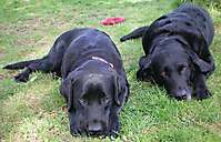 Hunde JULE und TORRE aus Embsen – Hundeschule FREUNDSCHAFT OHNE LEINE Hunde JULE und TORRE aus Embsen - Hundeschule FREUNDSCHAFT OHNE LEINE