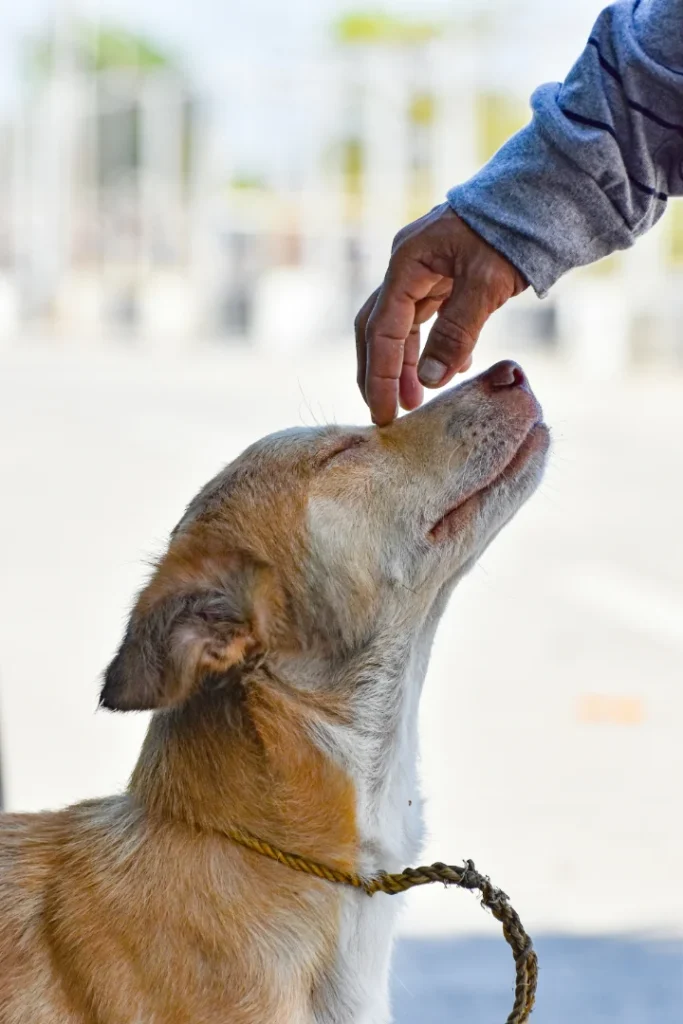 Freundschaftliche Bindung - Hundeschule Stummeier Mensch und Hund in entspannter, respektvoller und klarer Beziehung – Ziel bei FREUNDSCHAFT OHNE LEINE