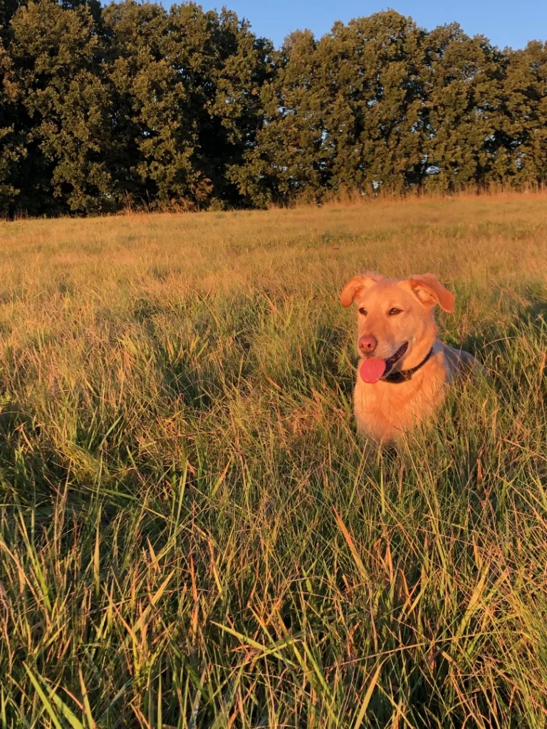 Hund LOLO rumänische Wundertüte - Hundeschule Stummeier Hund LOLO, rumänische Wundertüte und Verhaltensberaterin für Hunde bei FREUNDSCHAFT OHNE LEINE