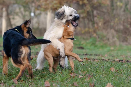 Junghunde spielen - Hundeschule Stummeier Junghunde lernen im Umgang miteinander ihre Persönlichkeit und ihre Grenzen besser kennen