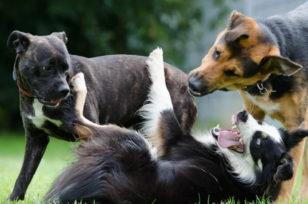 junghunde-training-hundschule-stummeier Junghundegruppe - Junghunde dürfen auch mal rocker sein
