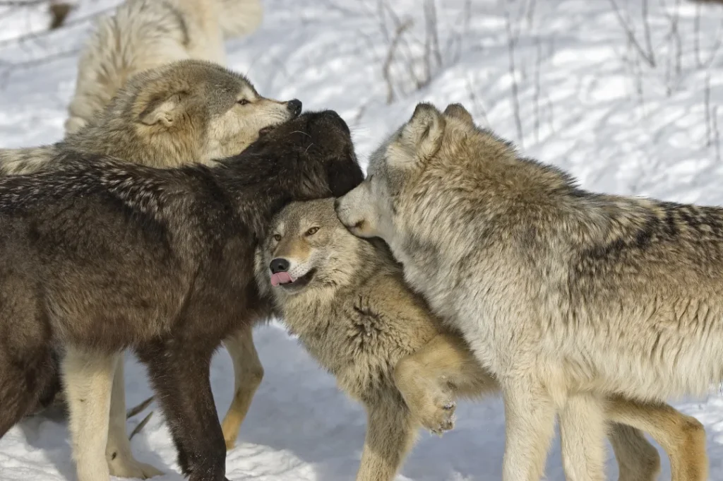 Sprache der Hunde - Wolfsrudel - Hundeschule Stummeier Mensch lernt, die Körpersprache seines Hundes zu verstehen und klar mit ihm zu kommunizieren in der Hundeschule Stummeier.