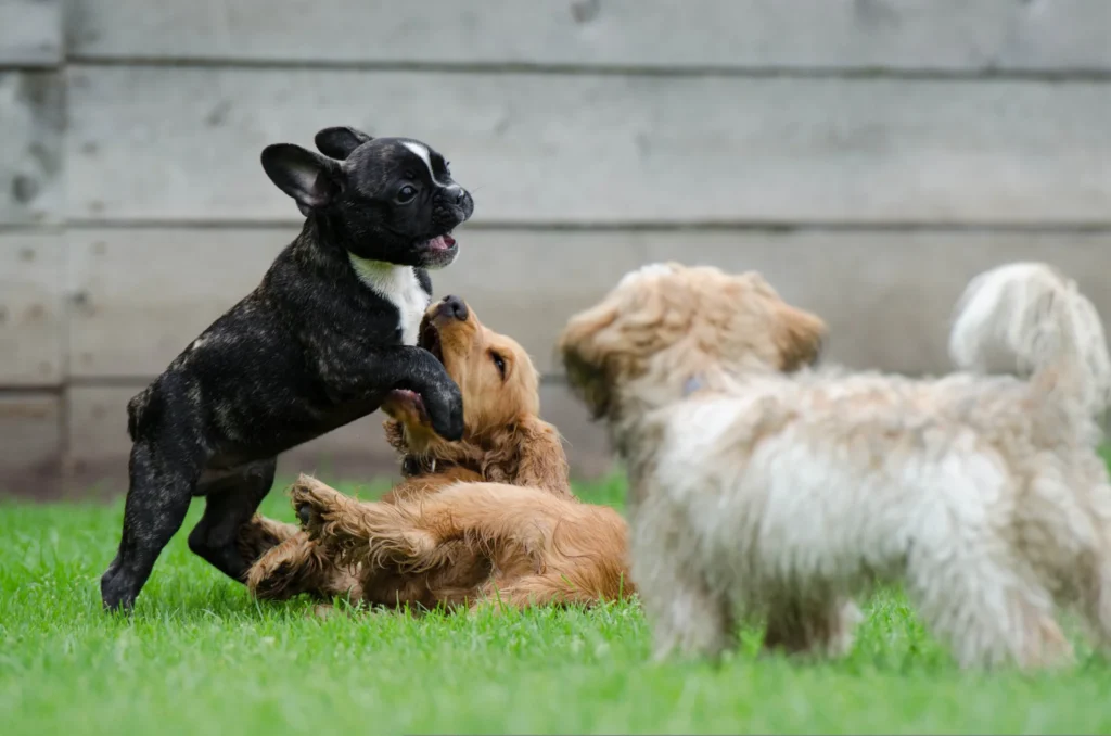 Welpengruppe Training - Hundeschule Stummeier Welpengruppe – von Anfang an mit Spaß wichtige Grundlagen lernen – südlich der Elbe